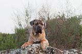CANE CORSO 156